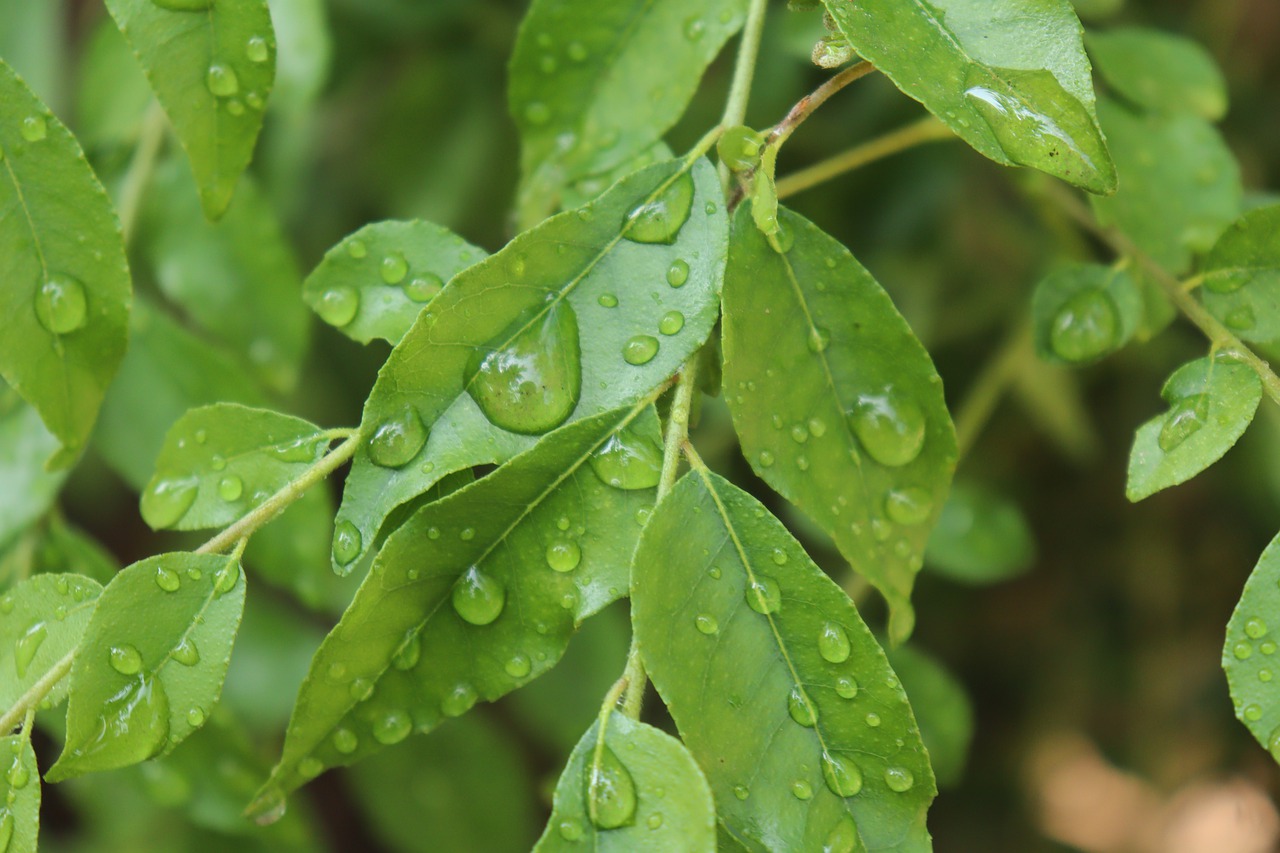 curry leaves for hair