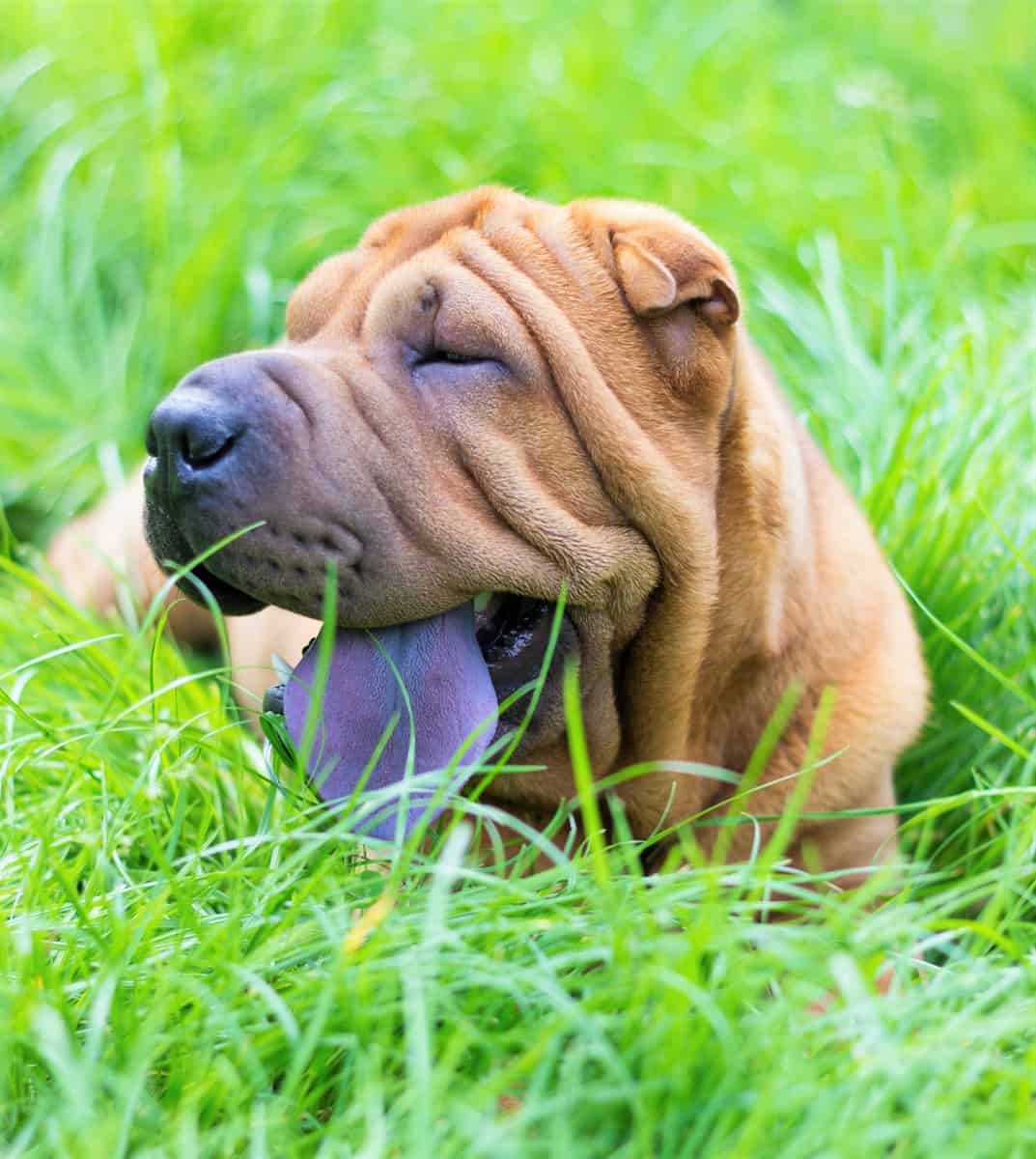 Dog With Purple Tongue Purple Tongue Dog Bright Cures