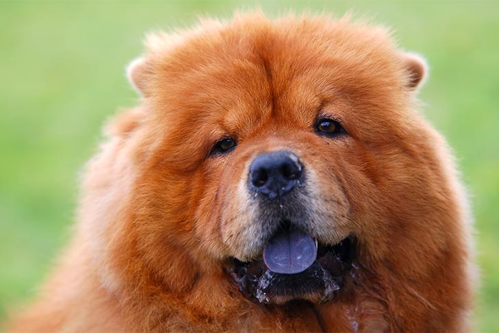 Purple Tongue Dog | Blue Tongue Dog | Dog Tongue