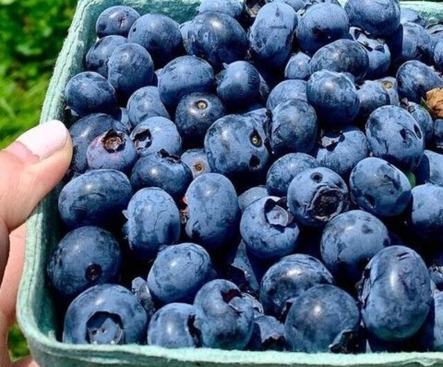 Blueberries Benefits For Male | Blueberries Benefits