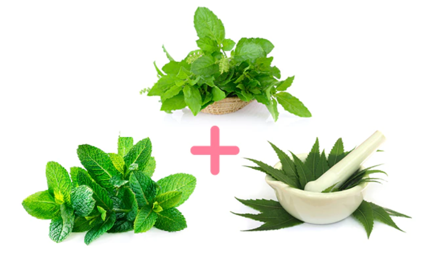 Mint and Tulsi face pack