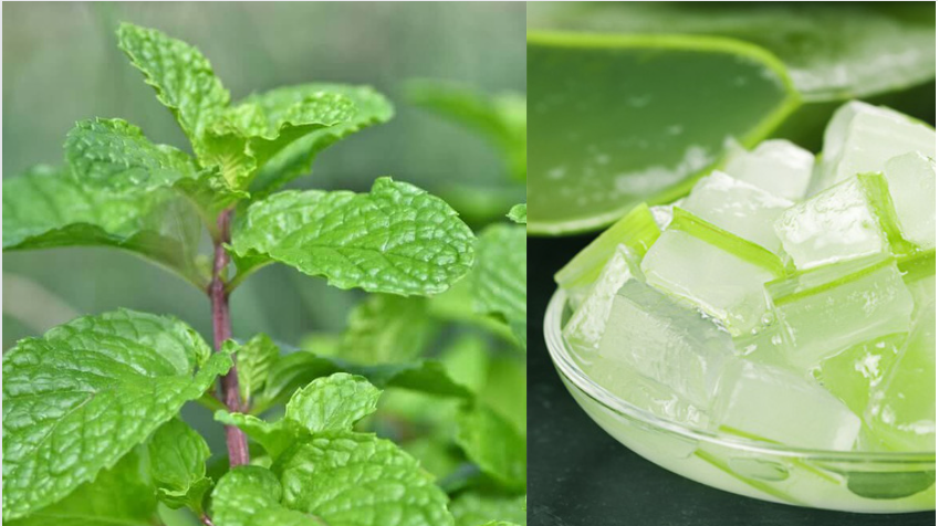 Mint and aloe vera face pack
