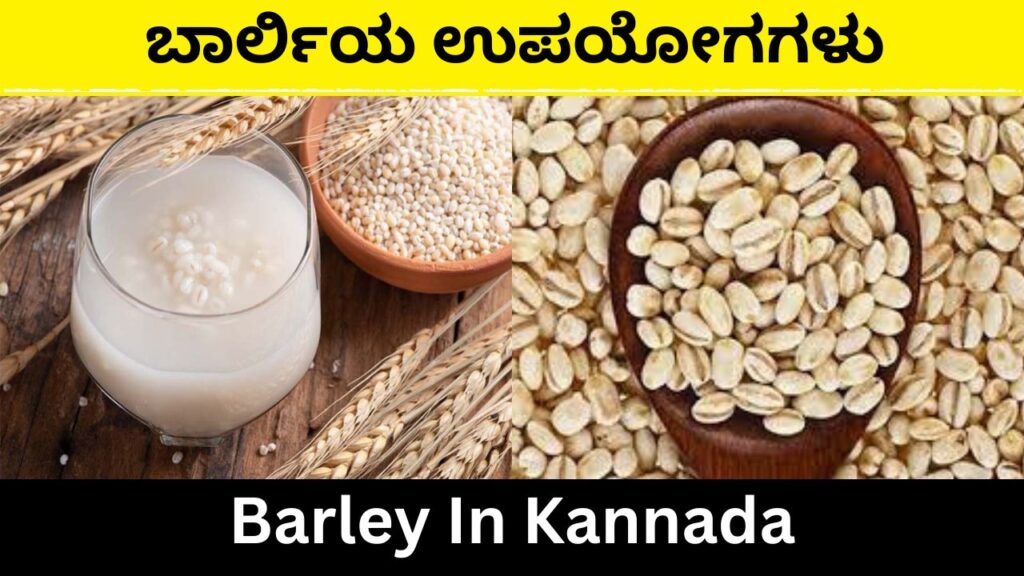 Barley In Kannada | ಬಾರ್ಲಿ