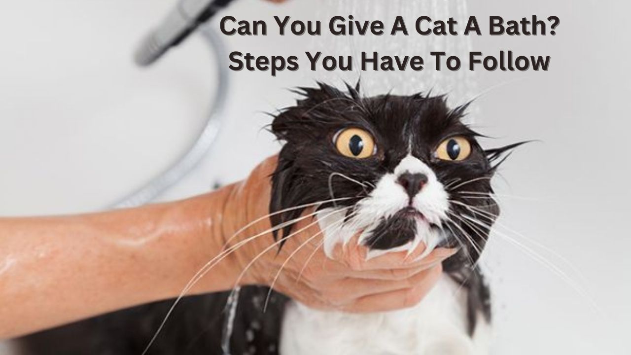 Can You Give A Cat A Bath - Steps You Have To Follow