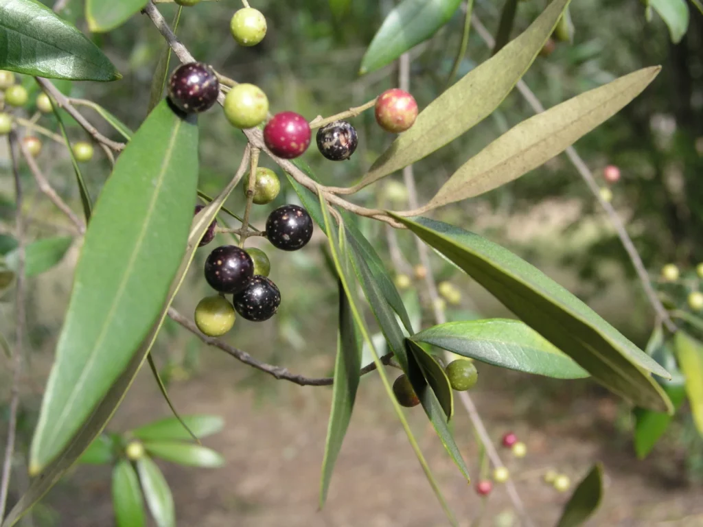 African Olives For Hair Growth